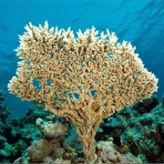 Sanganeb Marine National Park and Dungonab Bay - Mukkawar Island National Park