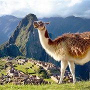 See Ilamas/Alpacas in Peru