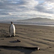 Peka Peka, New Zealand