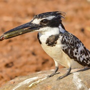 Pied Kingfisher