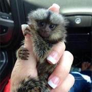 Hold a Monkey