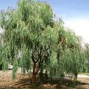 Shoestring Acacia (Acacia Stenophylla)