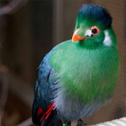 White Cheeked Turaco
