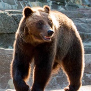 Alaskan Brown Bear