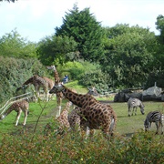 Belfast Zoo