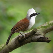 White-Crested Laughingthrush