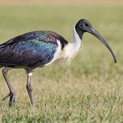 Straw Necked Ibis