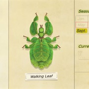 Walking Leaf