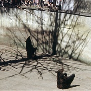 Berne Bear Pit, Switzerland