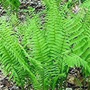 Christmas Fern
