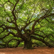 Angel Oak, South Carolina, USA