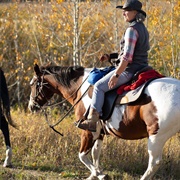 Horse Ride With Bison (SK)