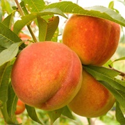 Florida Crest Peach