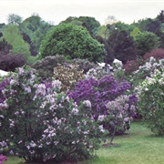 Lilac Festival