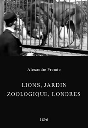 Lion, London Zoological Gardens (1896)