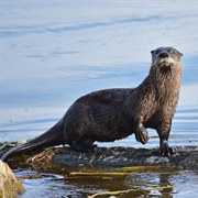 Otter