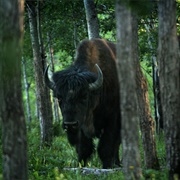 Explore Canada&#39;s Largest Park (Wood Buffalo) (AB/NT)