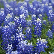 Blue Bonnets