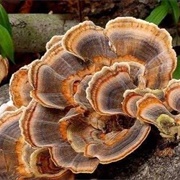 Turkey Tail Mushrooms