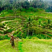 Tegalalang Rice Terraces, Bali