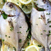 Southern Pompano (Trachinotus Africanus)