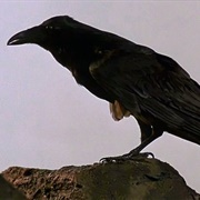Raven