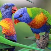 Rainbow Lorikeet