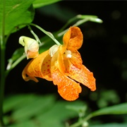 Common Jewelweed