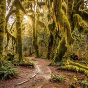 Hoh Rain Forest, Washington, USA