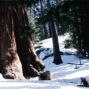 Sequoia  National Park