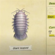 Giant Isopod