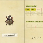 Scarab Beetle