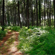 Landes De Gascogne