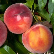 Eva's Pride Peach