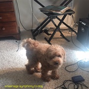 Wolf Circus - A Teenage Symphony to Dog: The Periwinkle Easter Sessions (2017​-​2018)