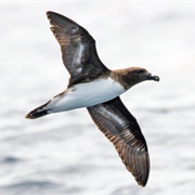 Tahiti Petrel