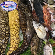 Richardson's Moray (Gymnothorax Richardsonii)