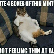 Entire Box of Girl Scout Cookies