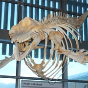 Natural History Museum of Kópavogur