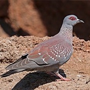 Speckled Pigeon