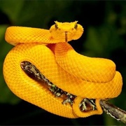 Run Into a Dangerous Animal