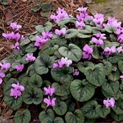 Cyclamen
