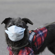 Canine Covid Protection