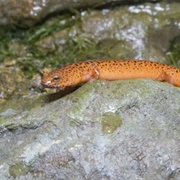 Northern Red Salamander