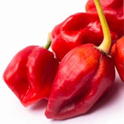 Komoda Dragon Pepper