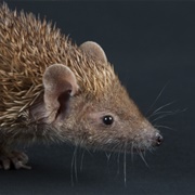 Lesser Madagascar Hedgehog Tenrec