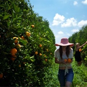 Visit a Citrus Farm and Sample the Produce