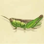 Rice Grasshopper