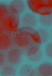 Out-Of-Focus Cloudscape (1947)