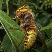 European Hornet